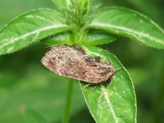 プライヤエグリシャチホコ（3cm）