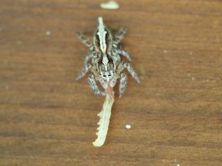 アシブトハエトリ♀（2015年4月27日）