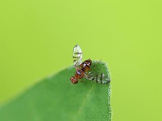 ムネアカマダラバエ？（2016年6月5日）