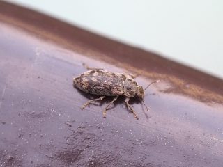ツノブトホタルモドキ（2019年3月27日）