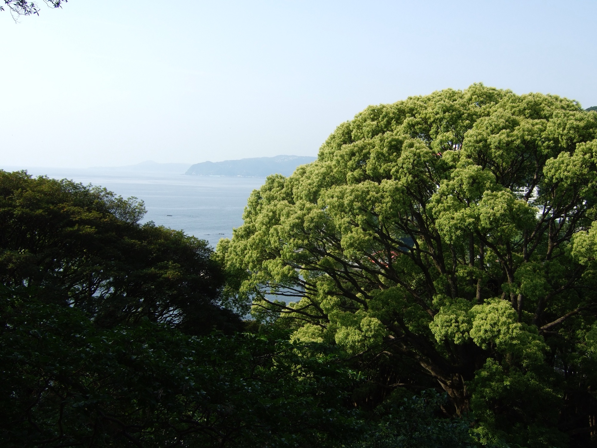 2007年5月撮影