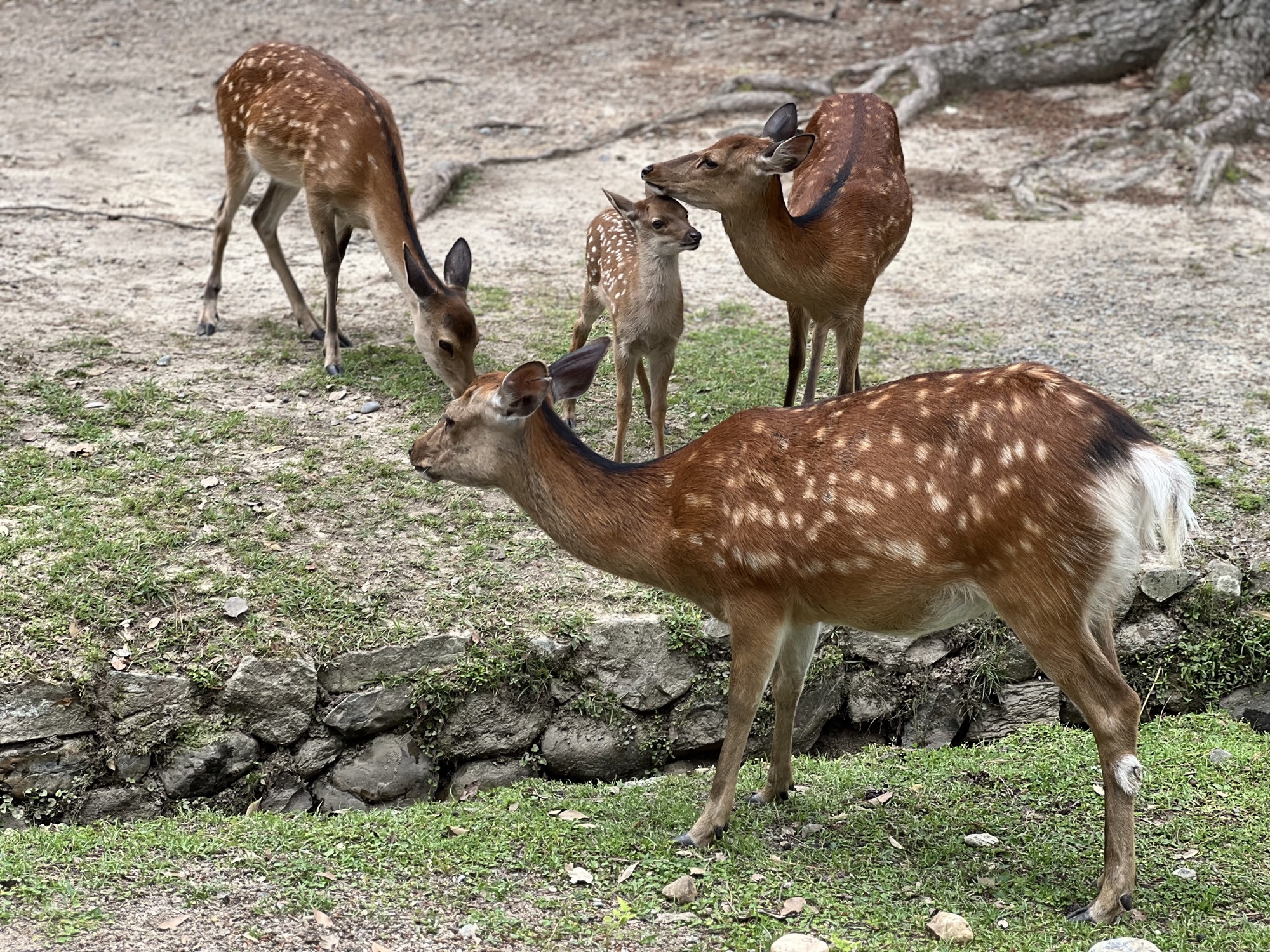 ＠奈良公園