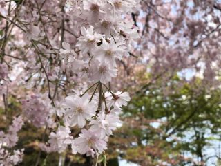 シダレザクラ