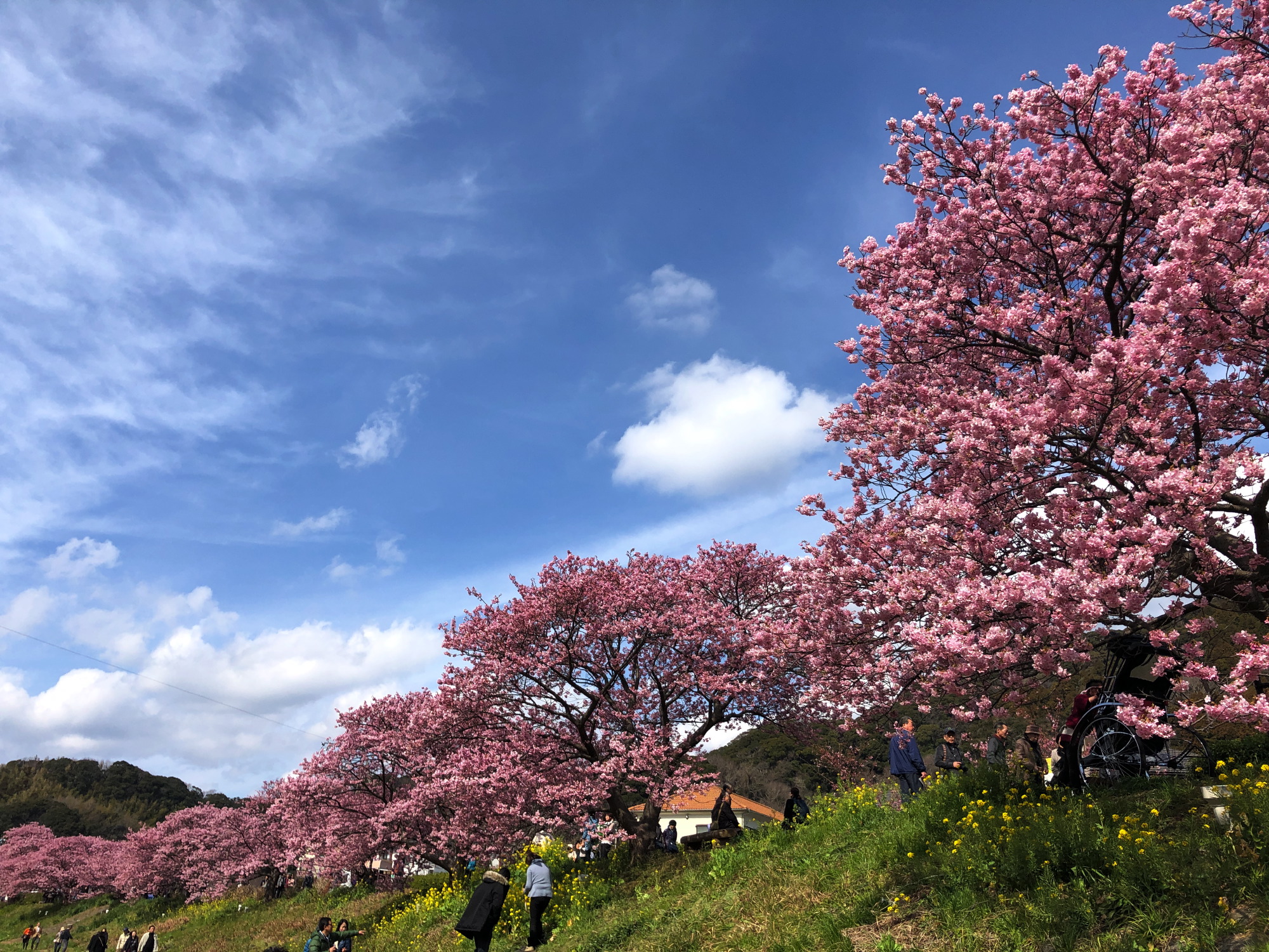 みなみの桜３