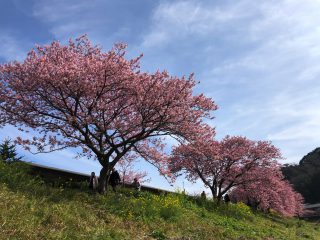 みなみの桜２