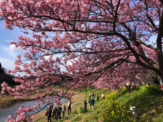 みなみの桜４