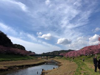 みなみの桜１