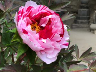 牡丹＠長寿禅寺