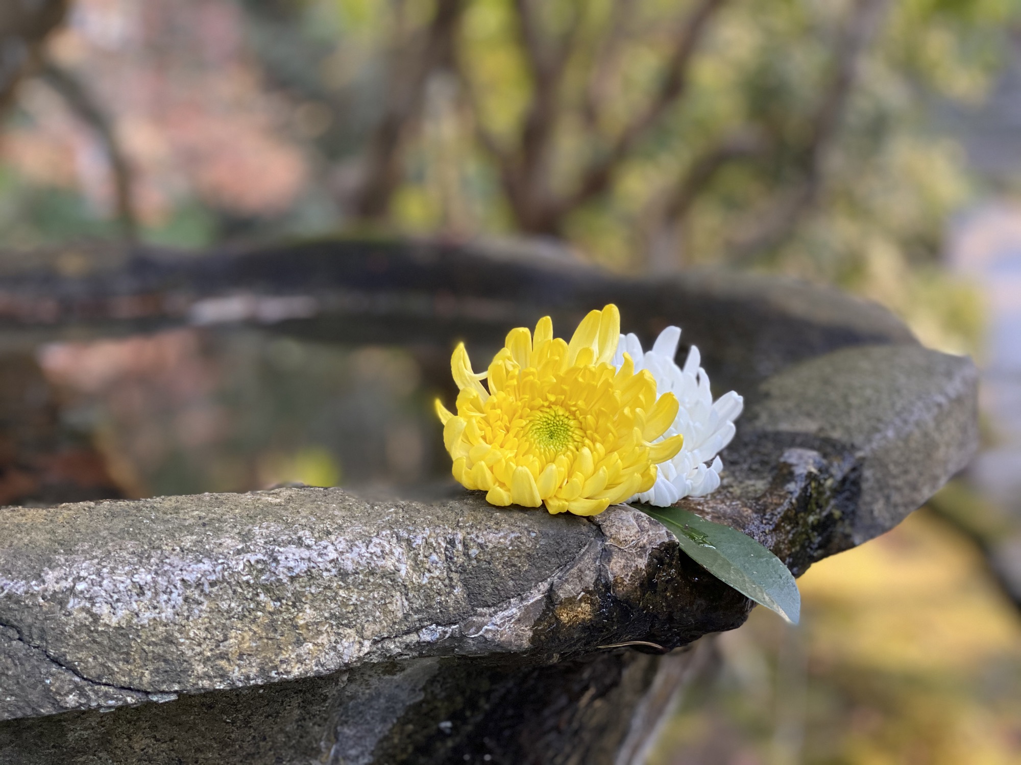 ＠法然院