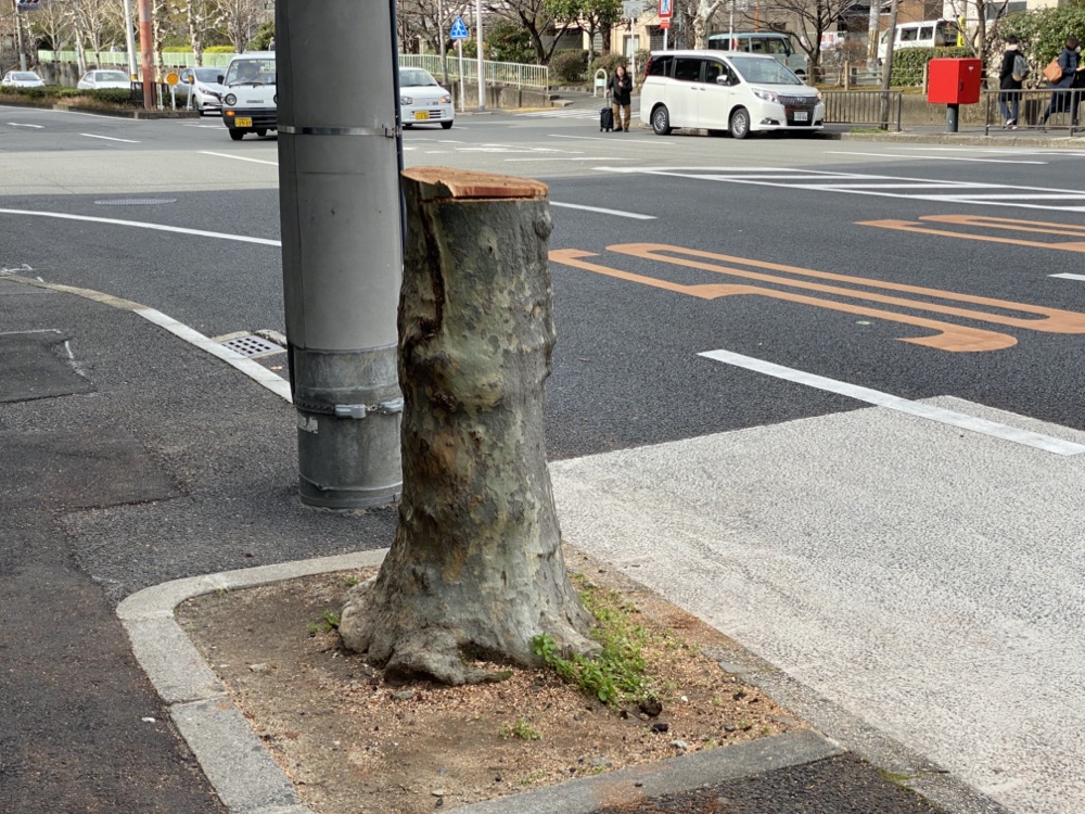 ばさり切られたプラタナス