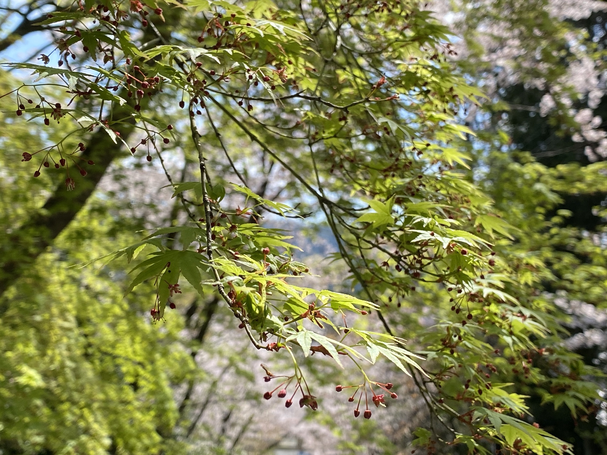 ベイビー青紅葉