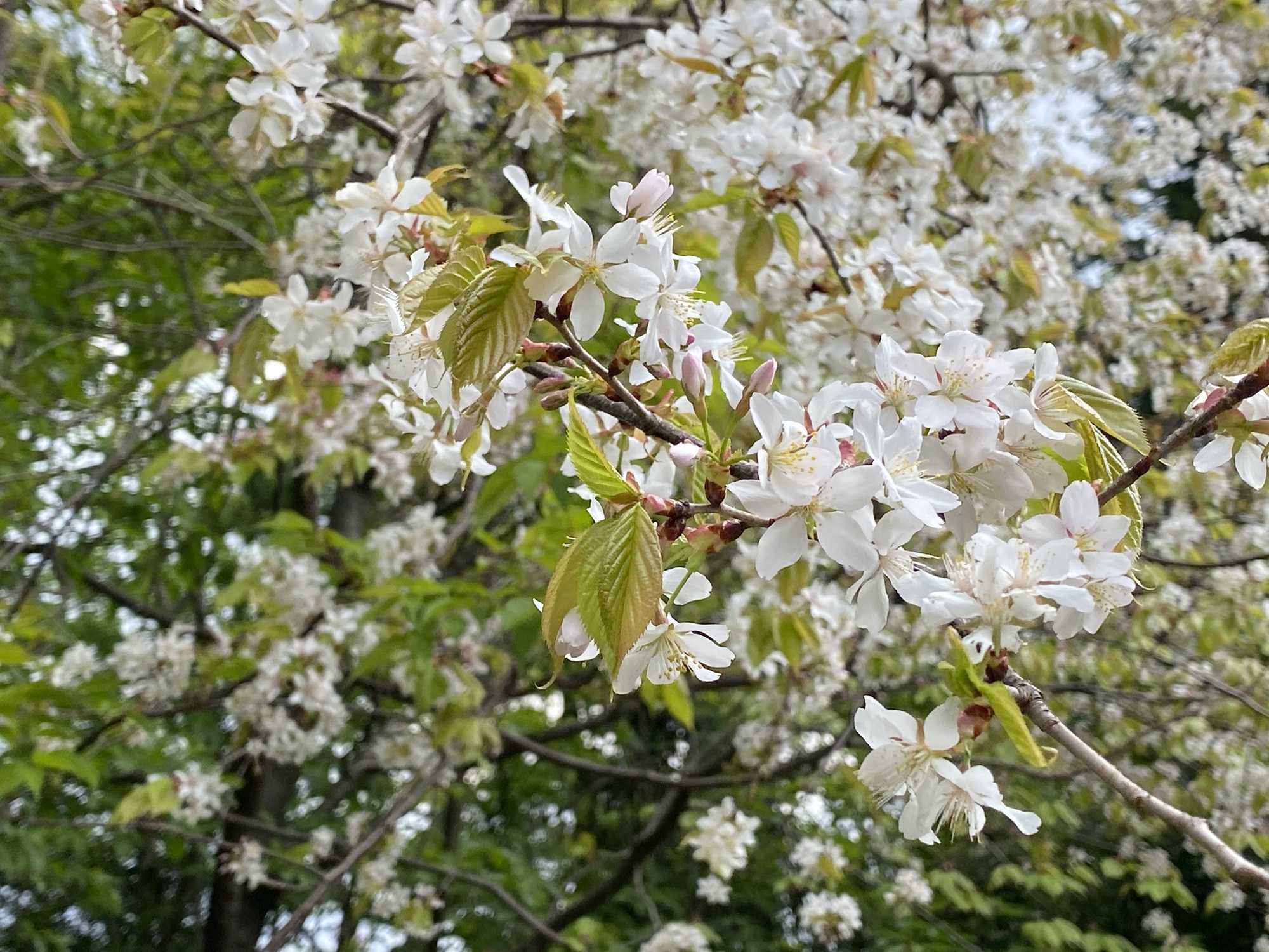 山桜＠裏山