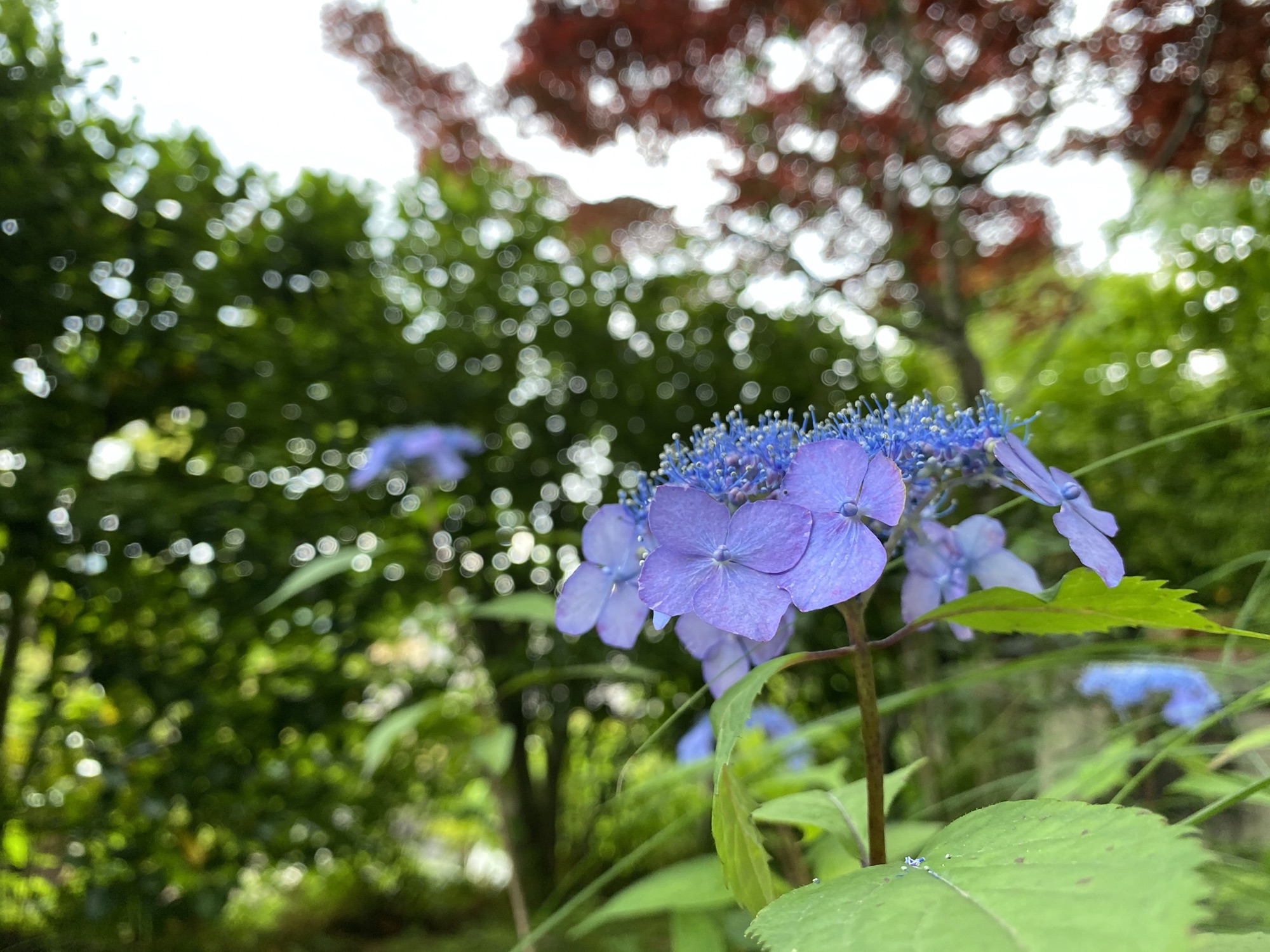 アマチャ