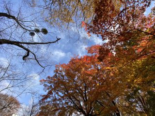 小諸城址懐古園２