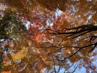 小諸城址懐古園３