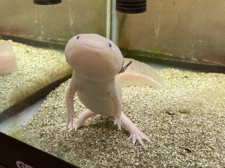 ウーパールーパー