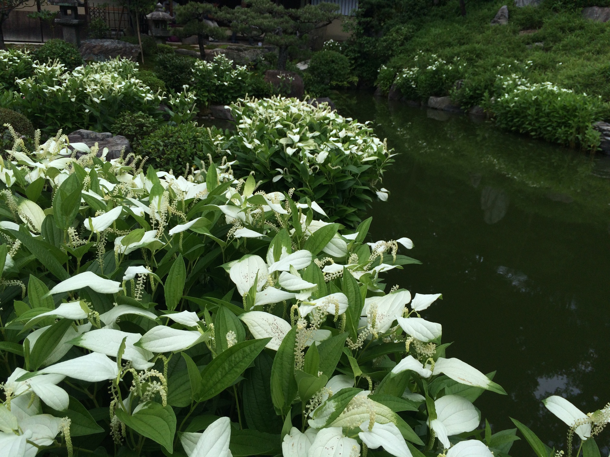 半夏生＠両足院
