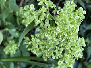 ＠柿傳の森