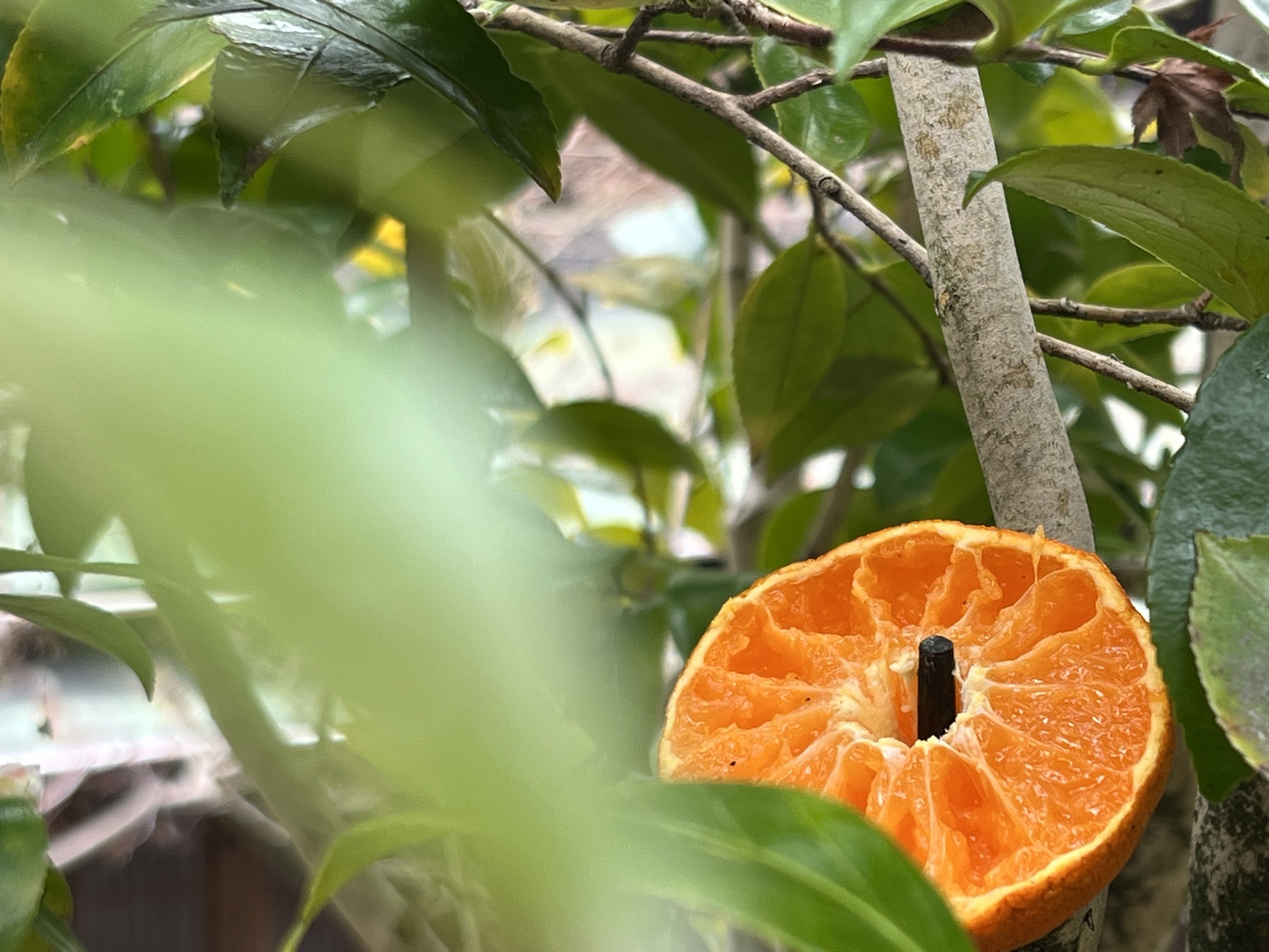 小鳥用