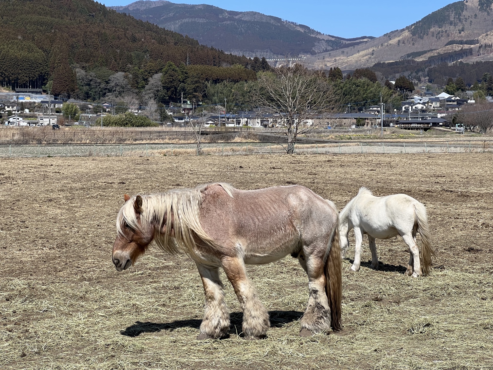 辻馬車の馬