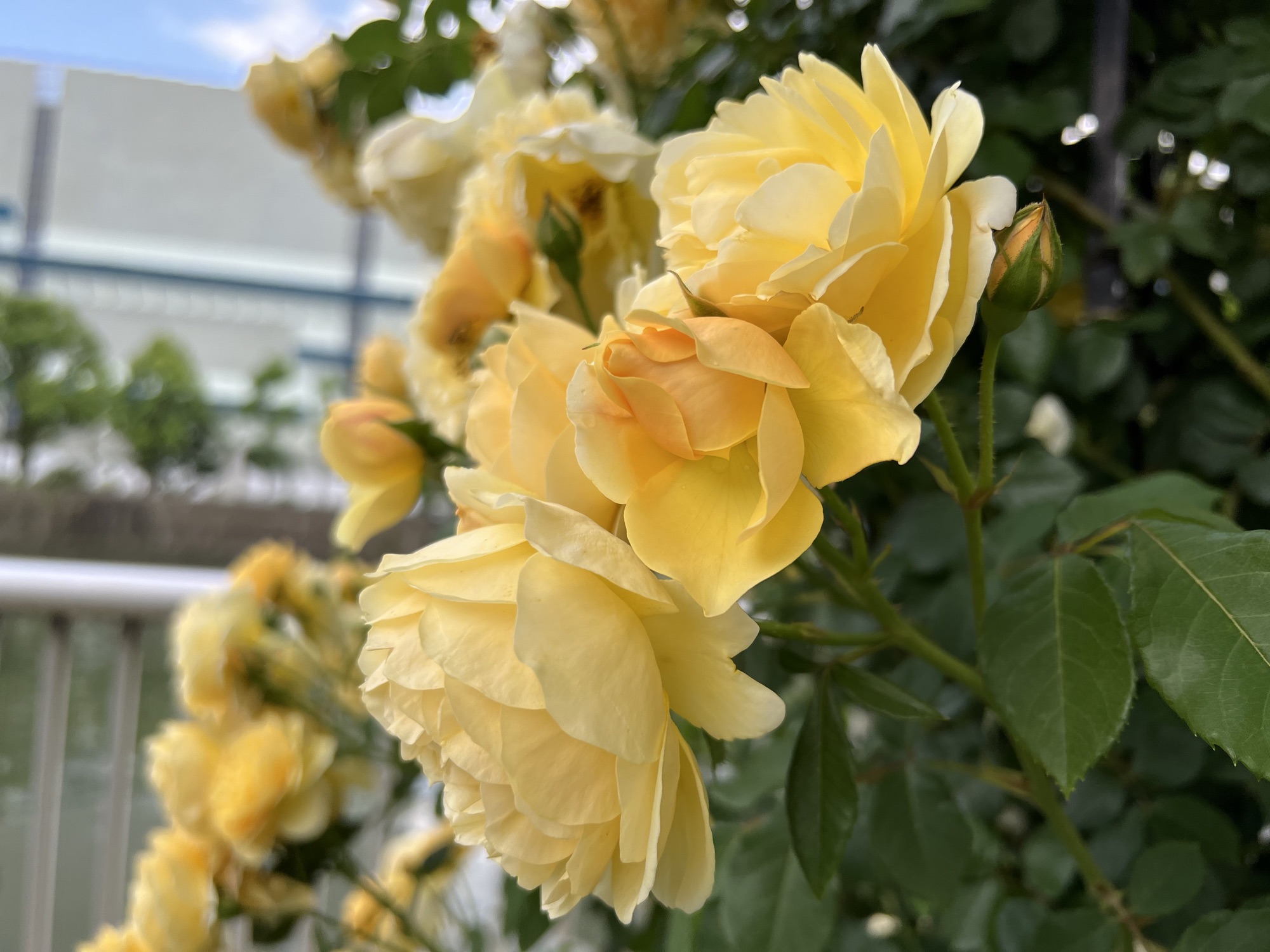 薔薇