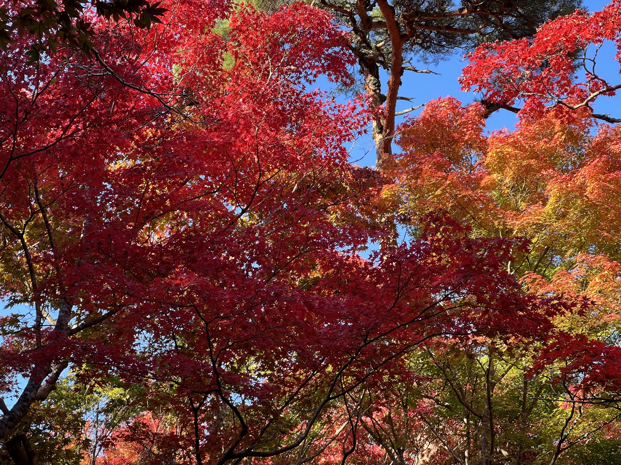 ＠瑞宝寺公園２