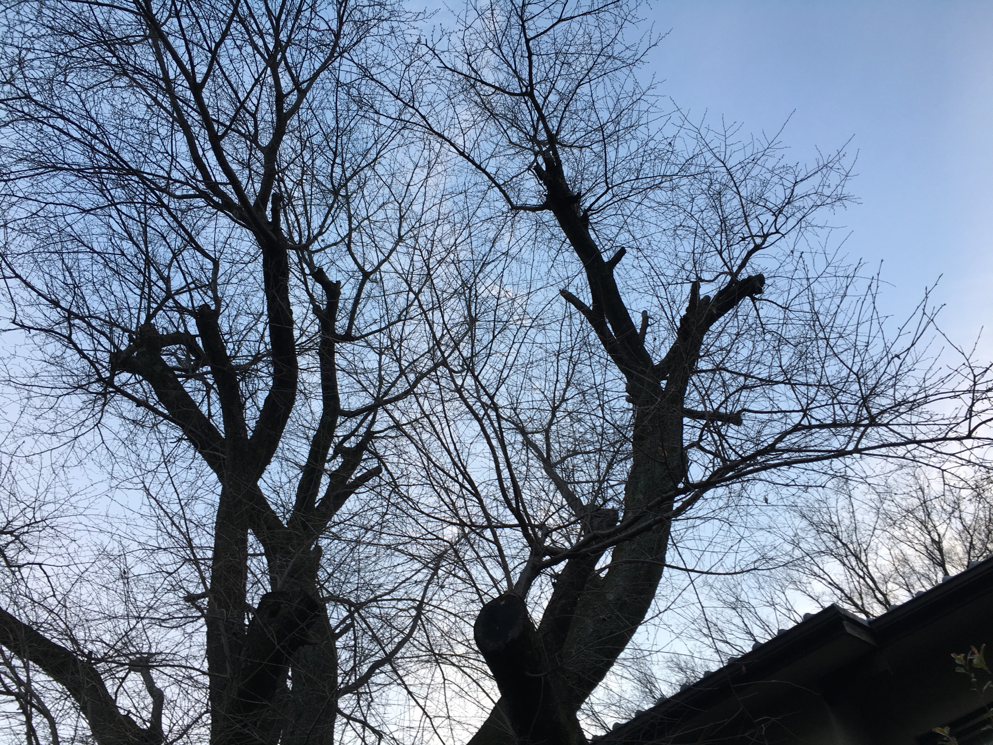 ＠吉田山