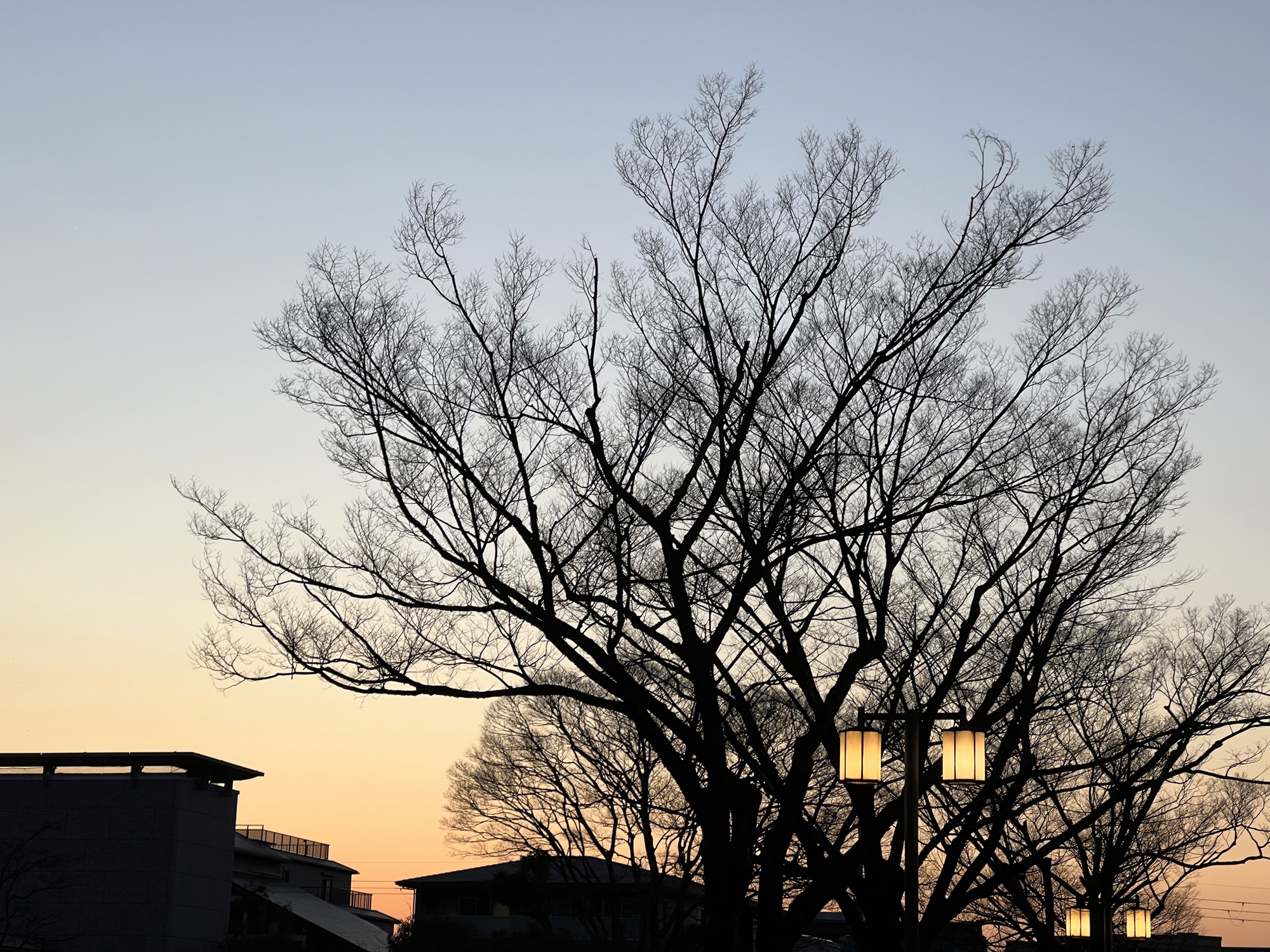 とある日の夕景