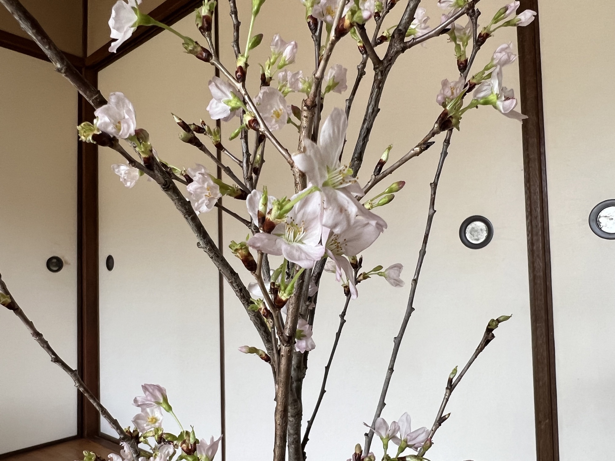 啓翁桜