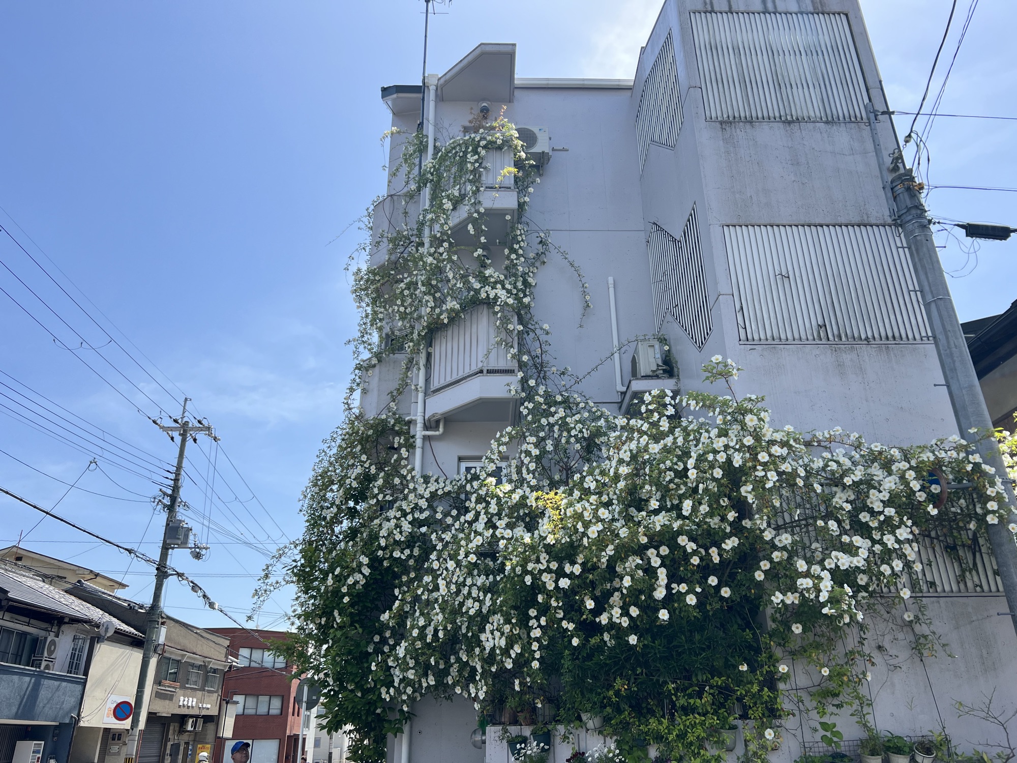 ナニワイバラの館