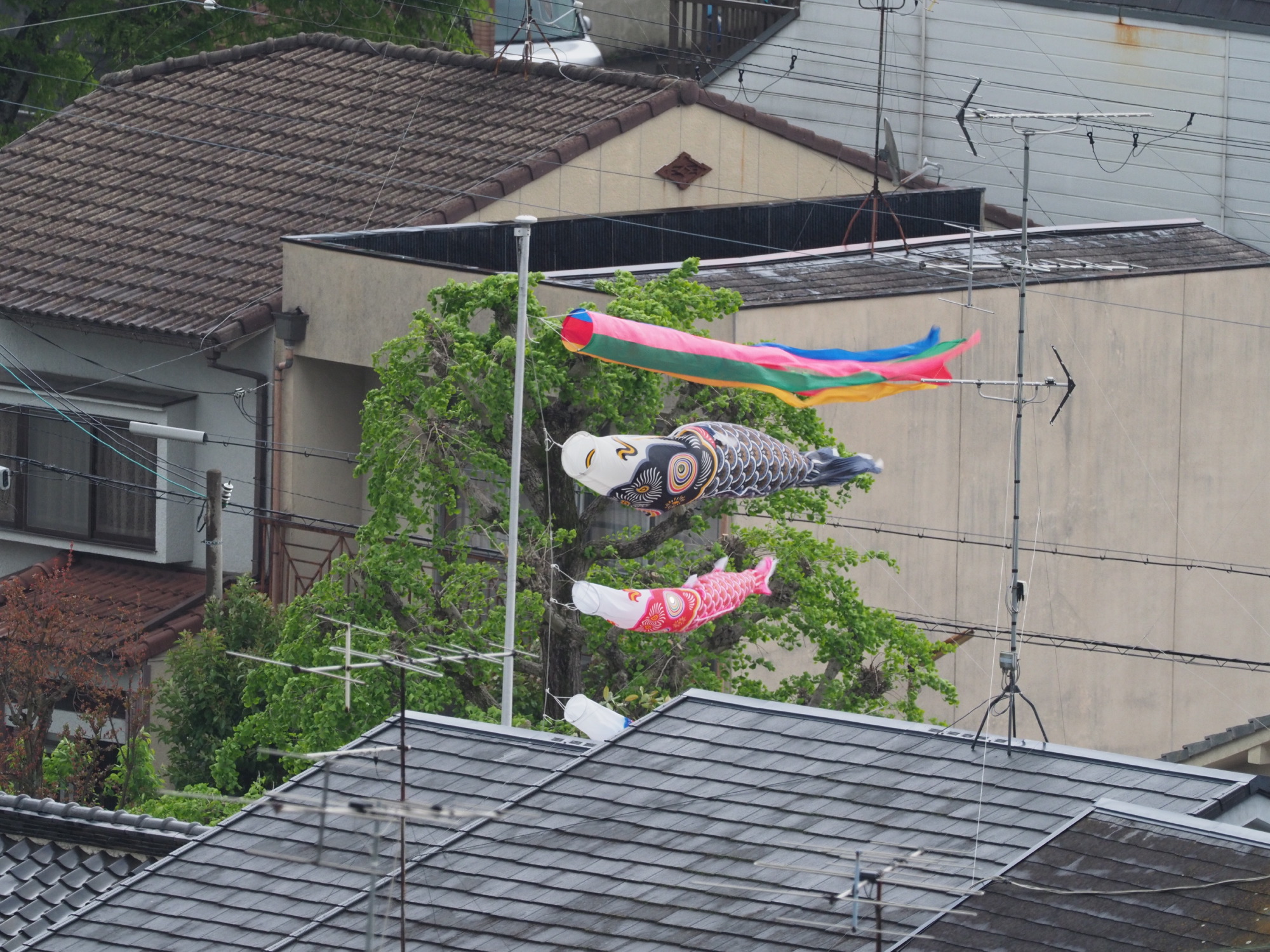 鯉のぼり