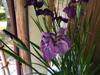 花菖蒲