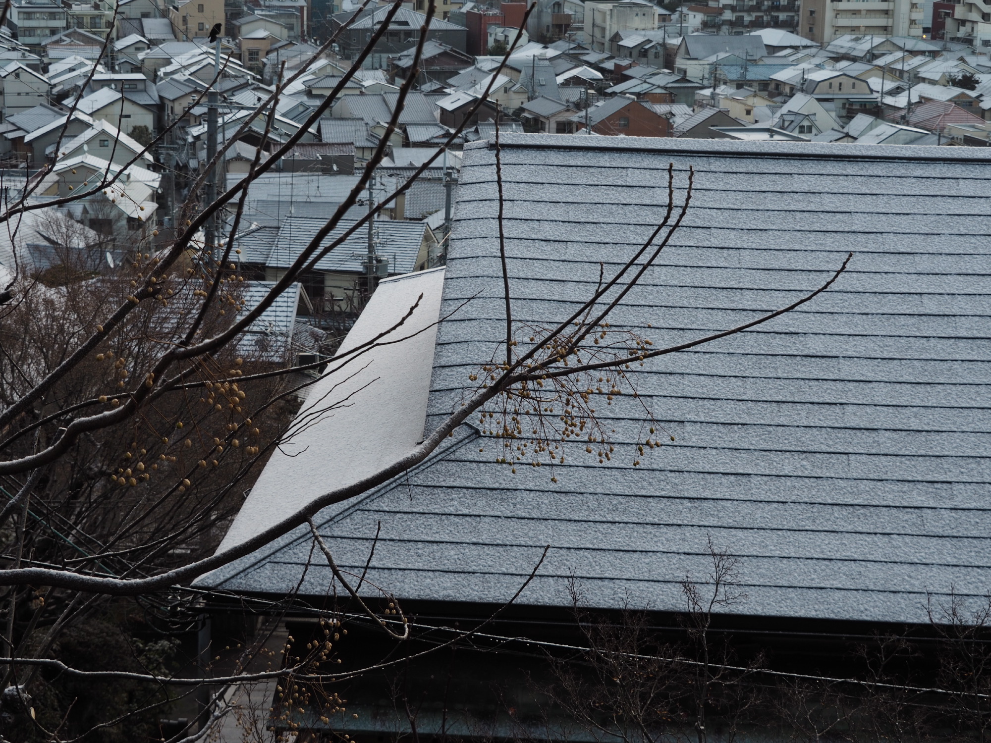 雪の朝