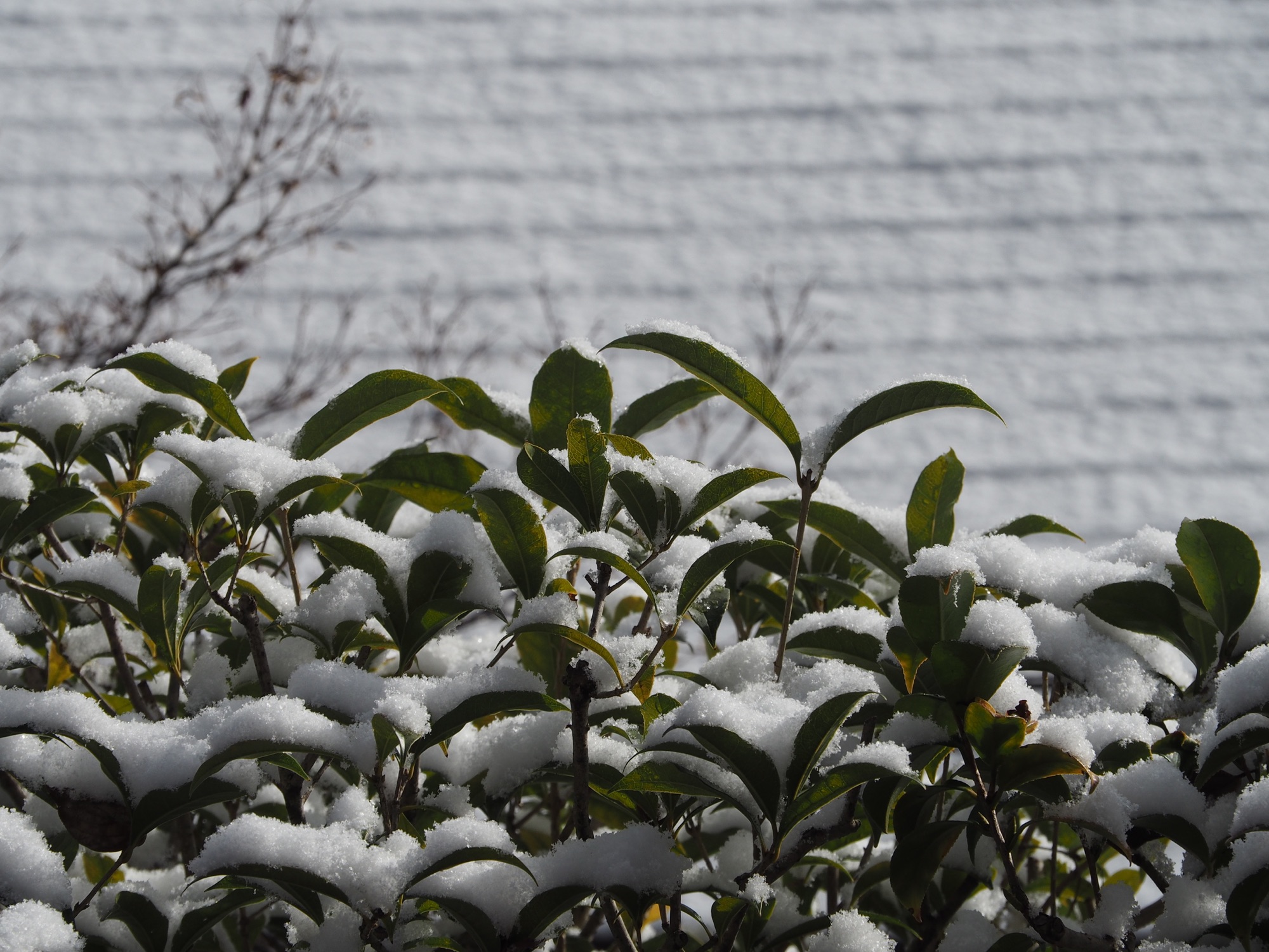今期初の積雪