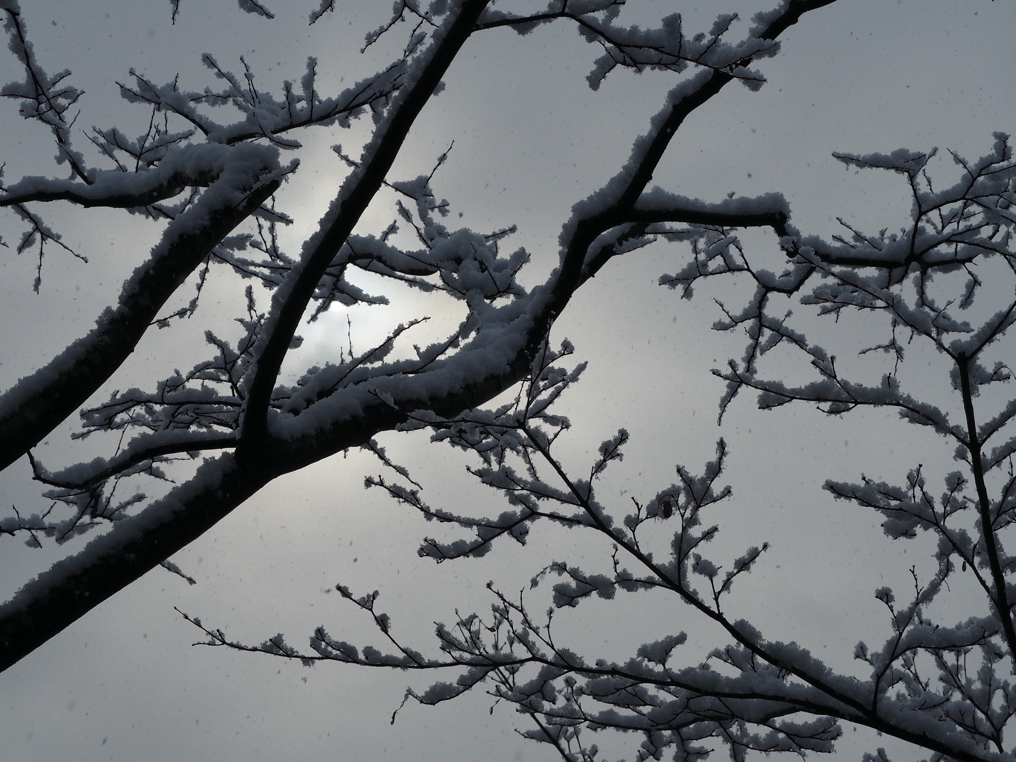 積雪１