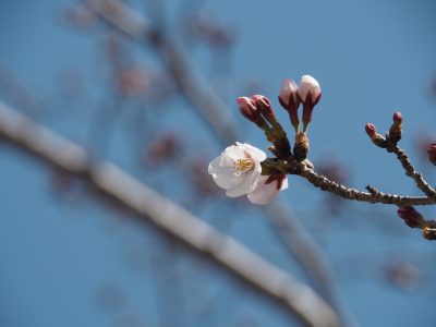 桜＠賀茂川