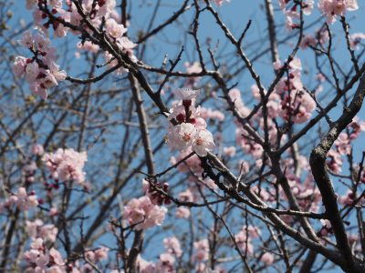 桜＠賀茂川