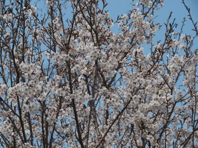 桜＠植物園