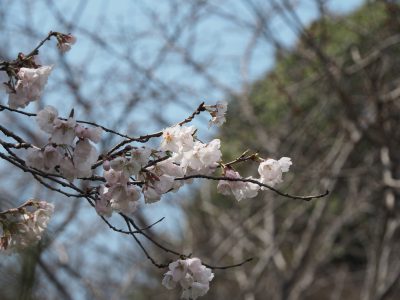 桜＠植物園