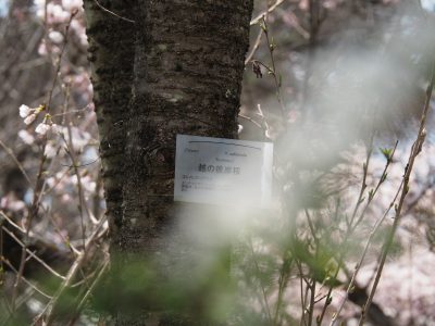 名札＠植物園