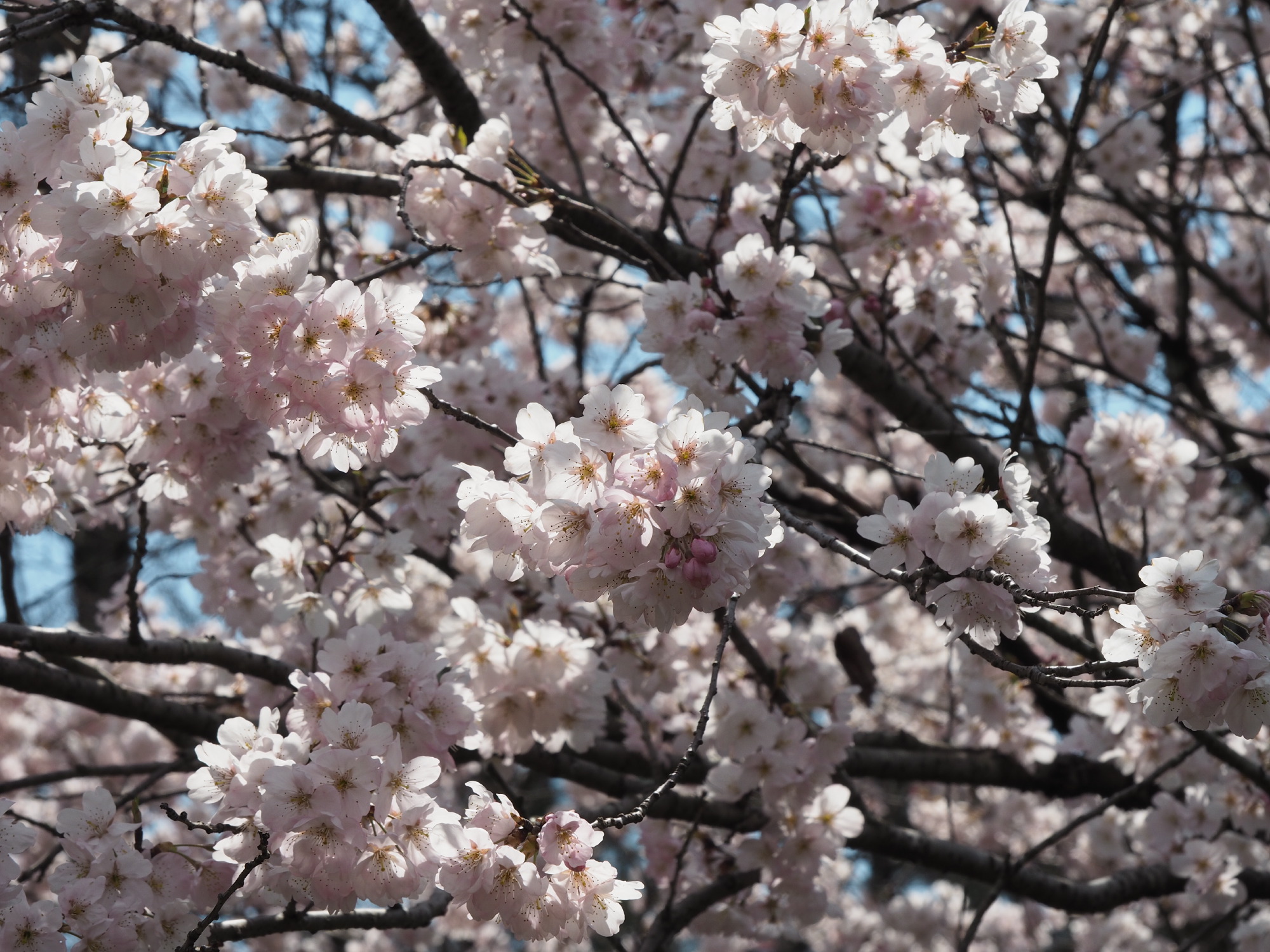 桜＠植物園