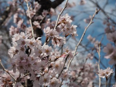 桜＠植物園