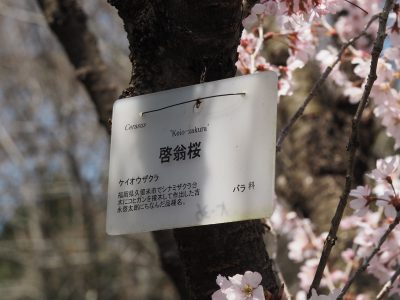 名札＠植物園