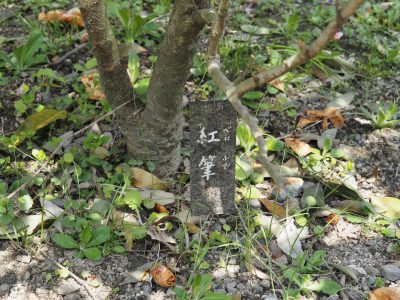 名札＠植物園