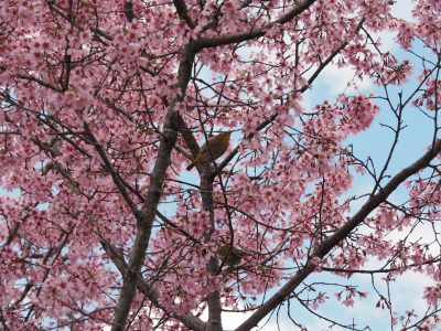 桜とメジロ