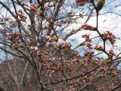 桜＠植物園