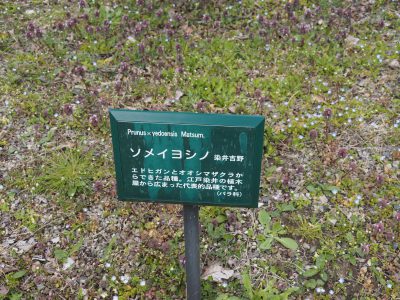 説明板＠植物園