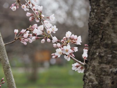 桜＠植物園