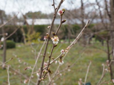 桜＠植物園