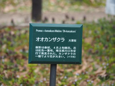 説明板＠植物園